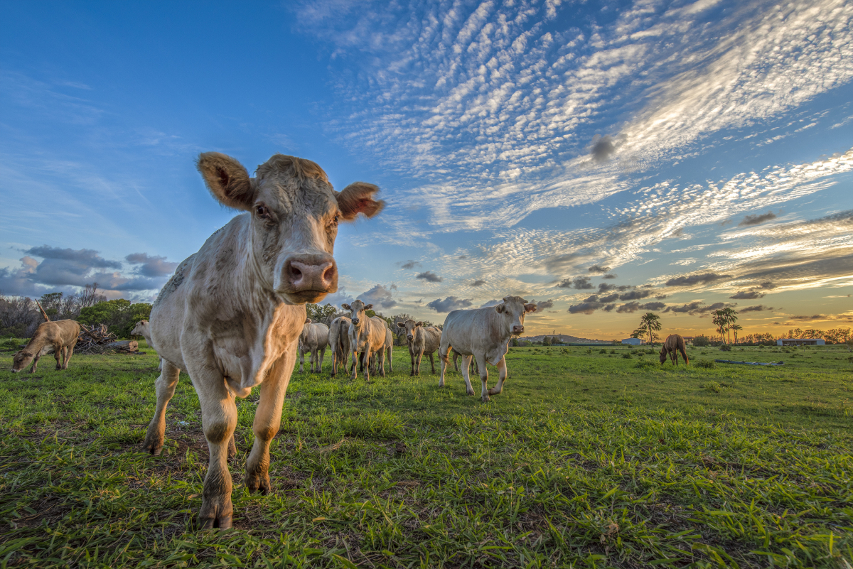 JG – Cow Johny George