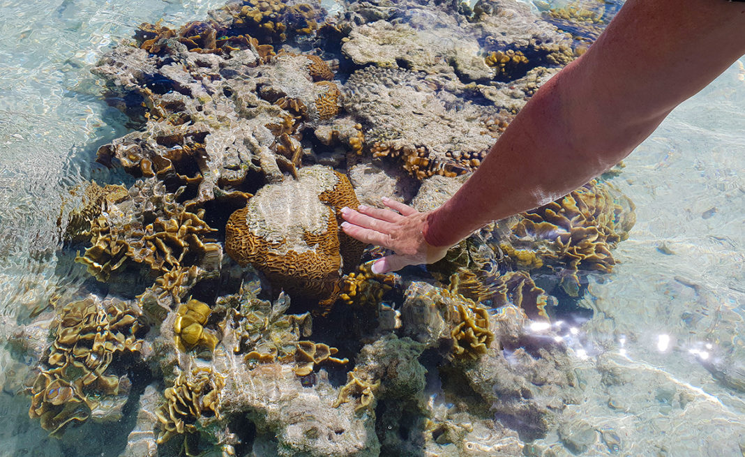 Lady Elliot Island