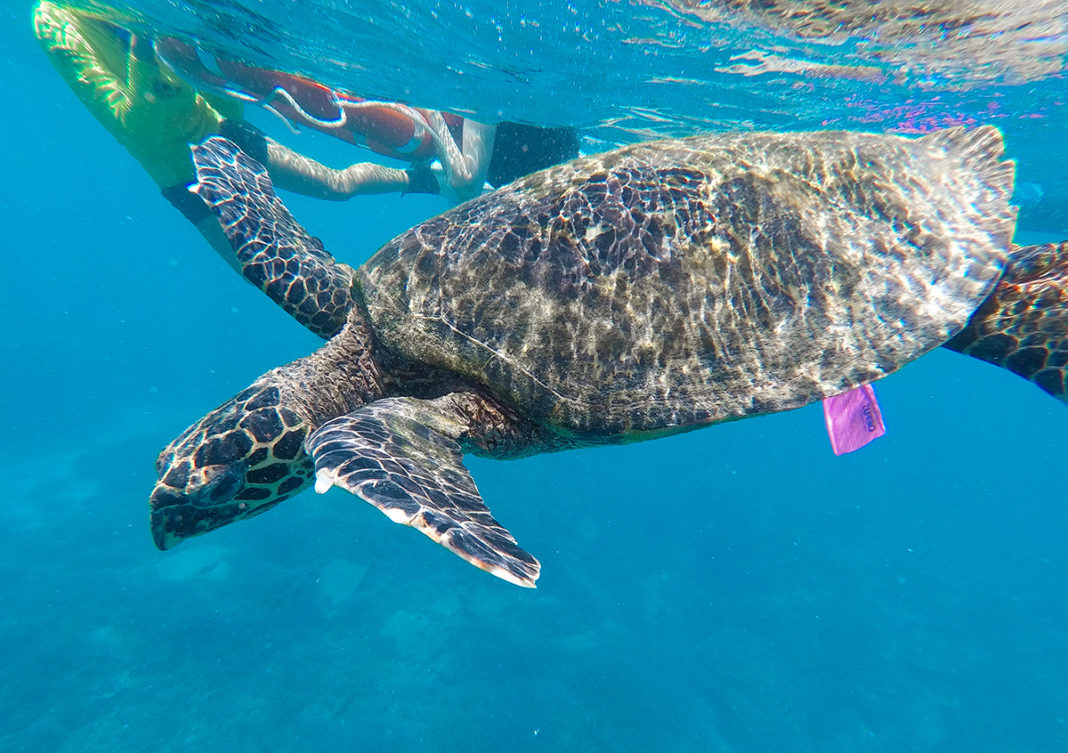 Lady Elliot Island