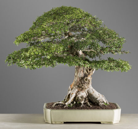 Rod Lovett has won national and international awards for his bonsai.