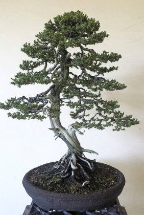 Bundaberg Regional Council's Rod Lovett has won national and international awards for his bonsai.