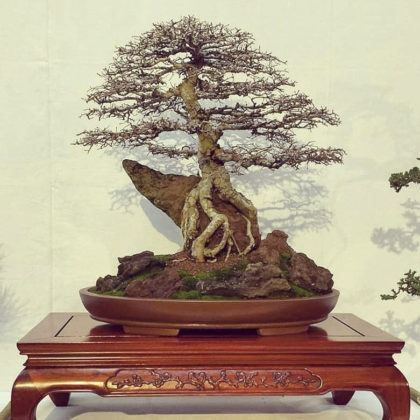 Bundaberg Regional Council's Rod Lovett has won national and international awards for his bonsai.