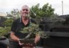 Council parks and gardens team member Rod Lovett with his bonsai collection.