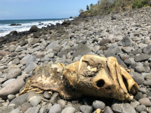 Large dead fish at Coral Cove