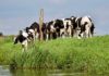 Dairy farmers welcome milk price rise