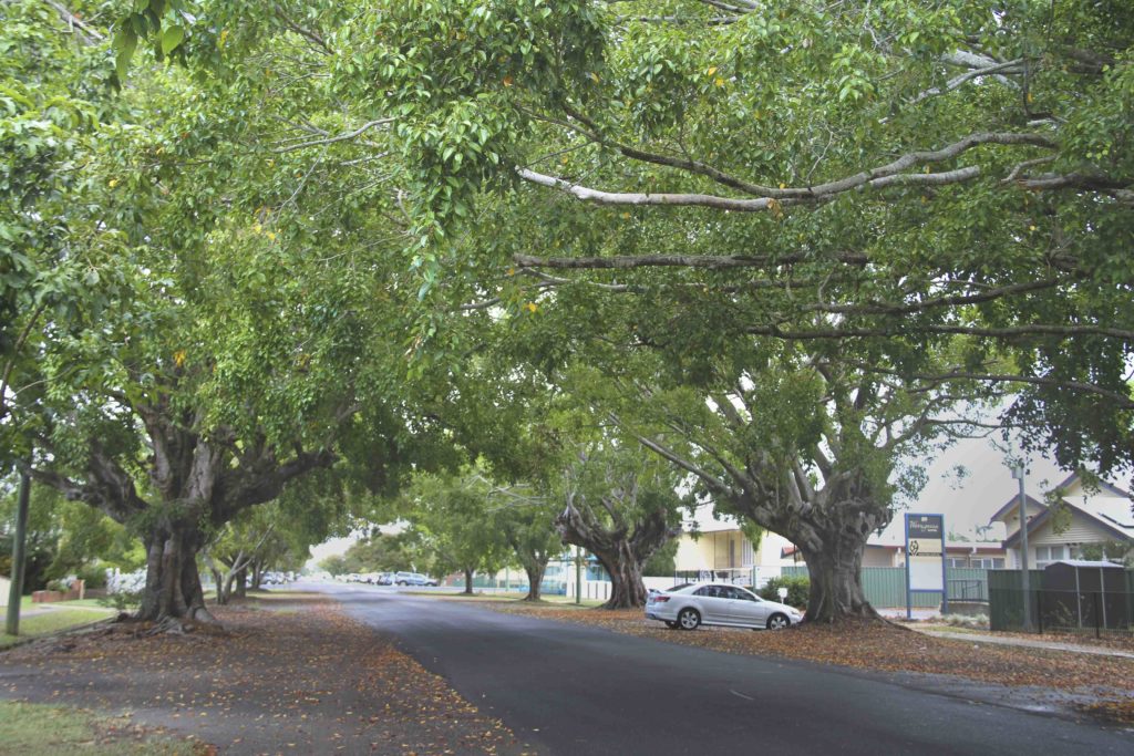 An avenue of fig trees on Woongarra Street are believed to be more than 100 years old.