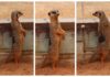 The meerkats trio at Snakes Downunder.