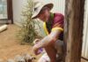 Snakes Downunder meerkats