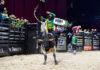 bull riding rodeo
