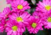 Volunteer flower pickers needed