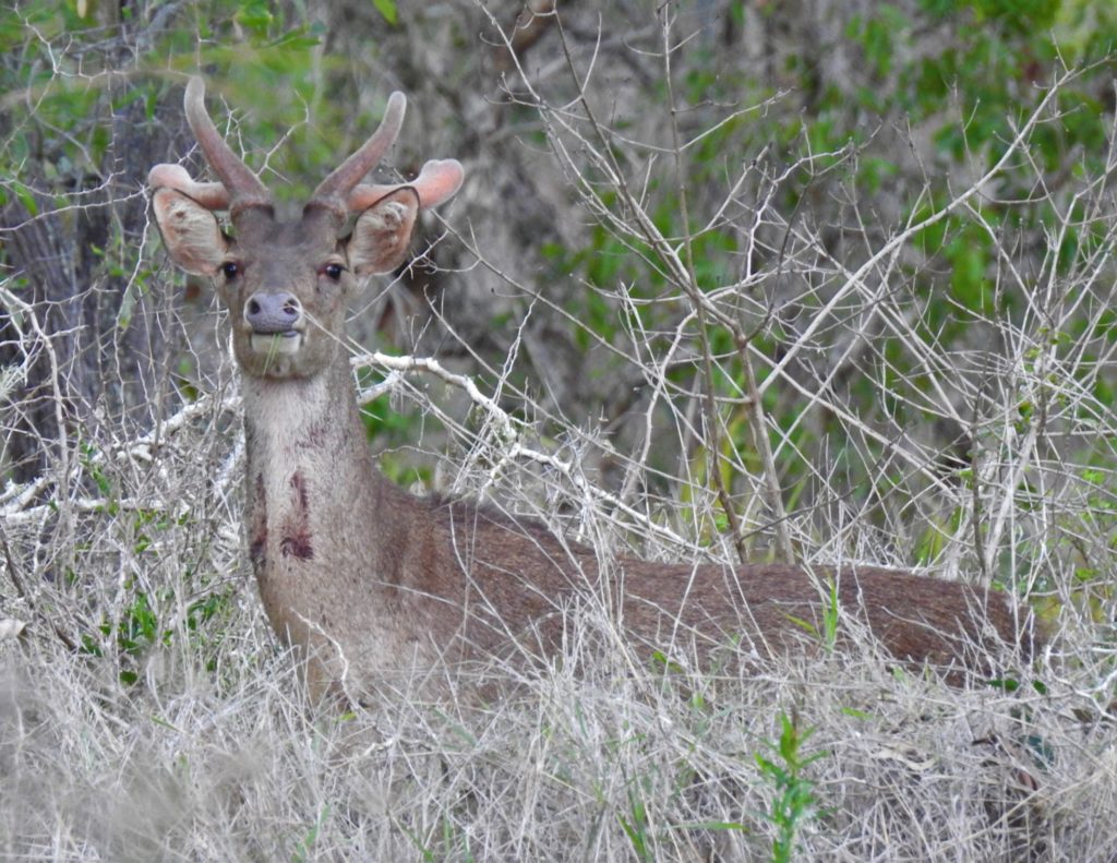 Deer in the Barolin Nature Reserve