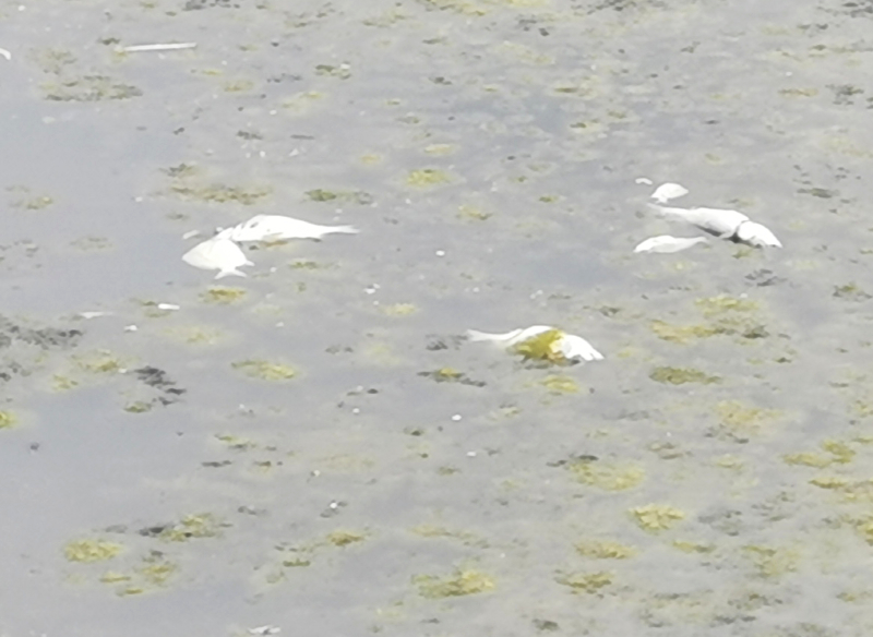 Heat wave conditions depleted oxygen levels and killed fish in Moneys Creek Lagoon.