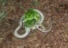 Frogs eating keelback snake
