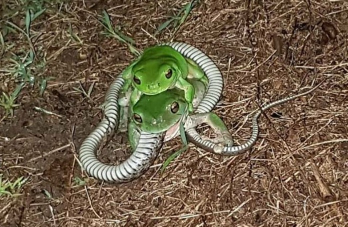 Frogs eating keelback snake