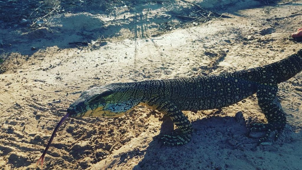 Goanna found at Branyan in a shed.