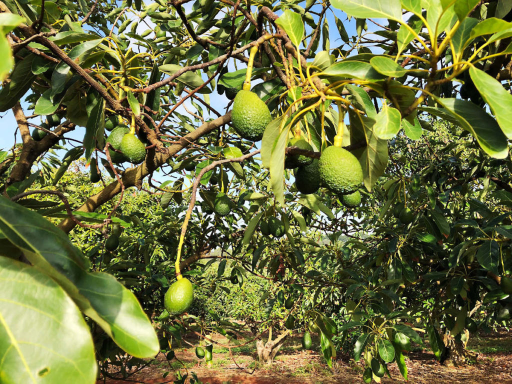 avocado harvest