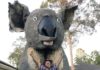 A giant koala will be visiting Bundaberg to promote Townsville Cultural Fest