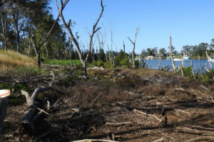 Damaged mangrove