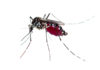 Moore Park Beach mosquitoes will cop a spray