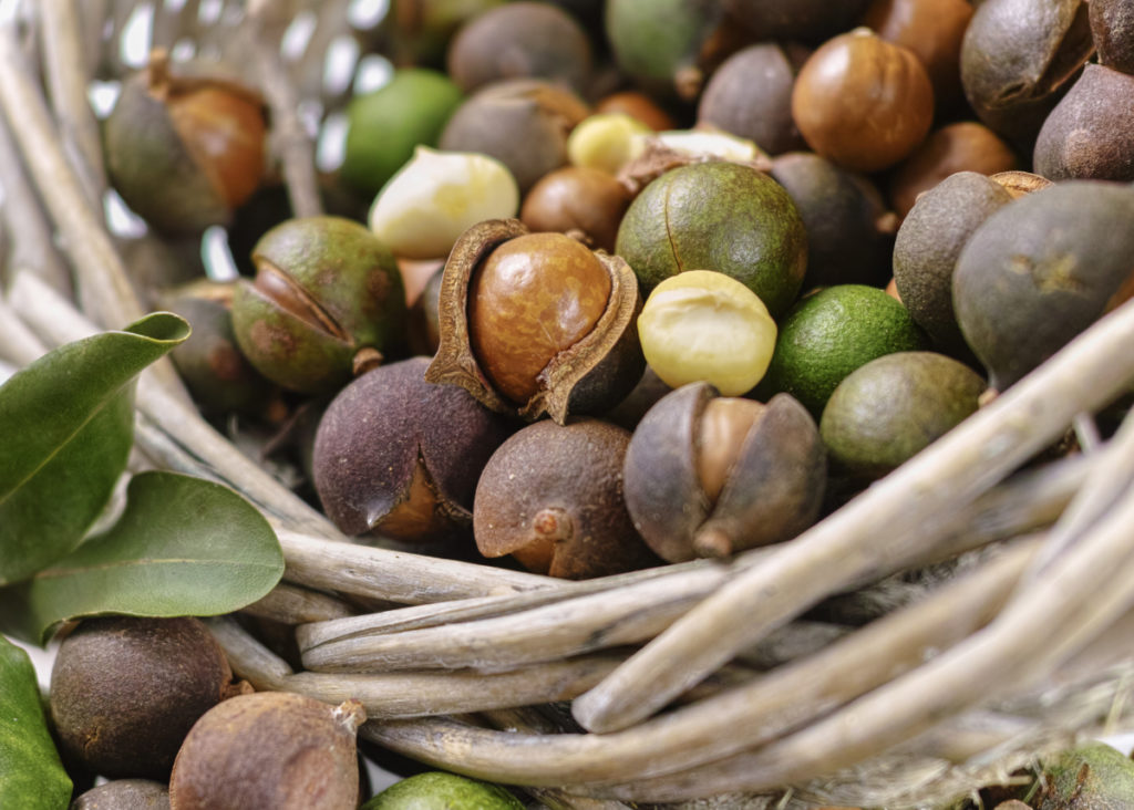 Macadamia processing facility