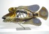 Bigeye Tuna by John Olsen