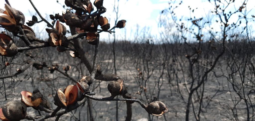 bushfire preparations