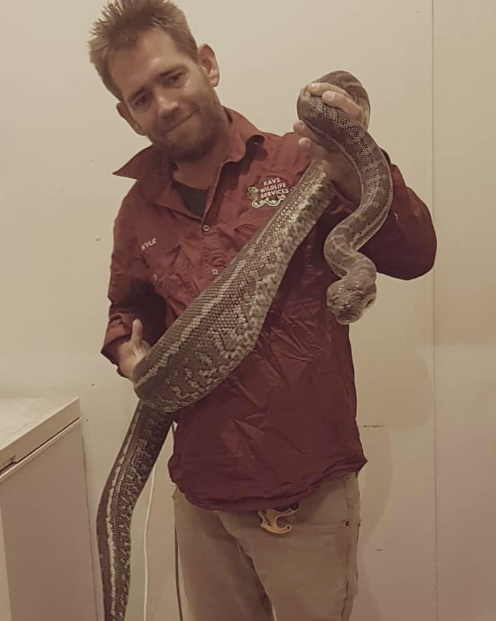 Coastal carpet python