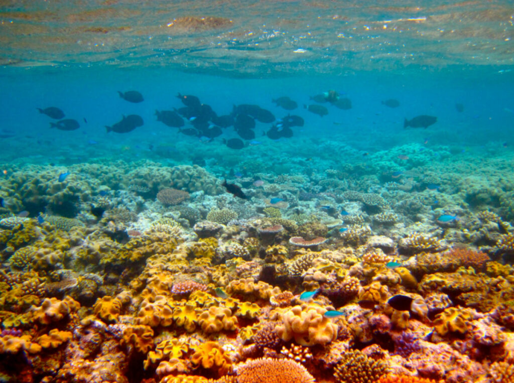 Canegrowers dispute science of Great Barrier Reef protection plans.