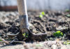 invasive weeds