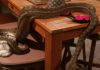A 7.1kg coastal carpet python found at a Branyan home on Saturday.