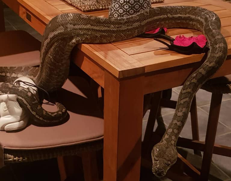 A 7.1kg coastal carpet python found at a Branyan home on Saturday.