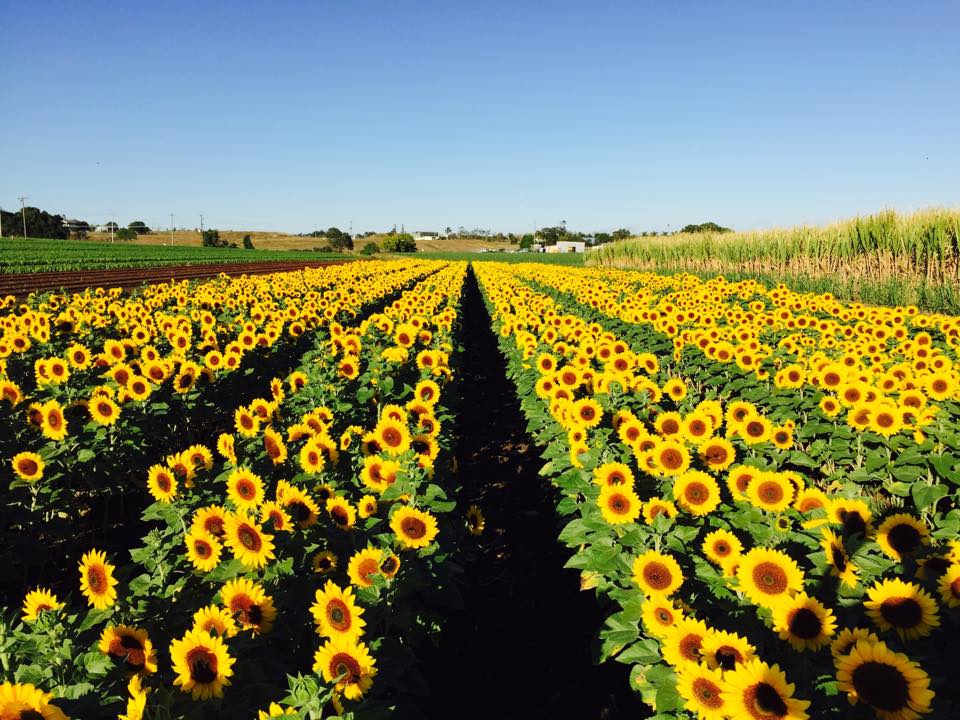 Sunflowers at Robertson Flowers on Bargara Road.