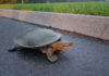 Krefft's Turtle