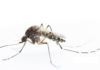 Aedes Vigilax mosquito, Moore Park Beach