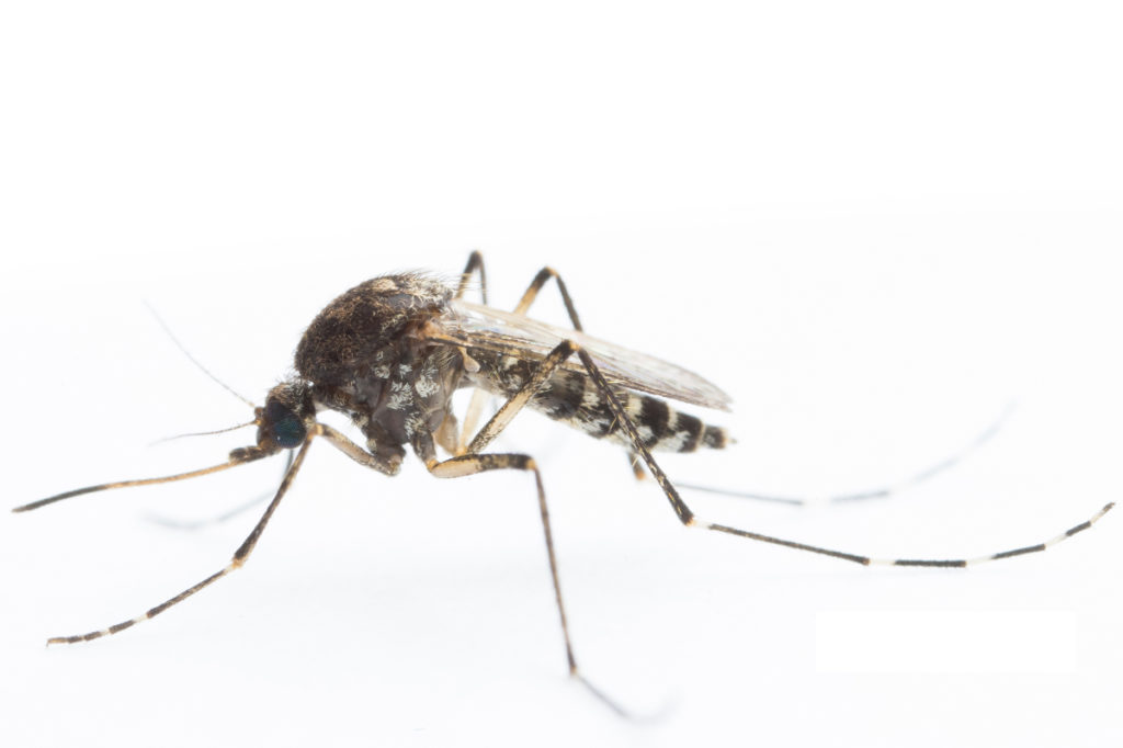 Aedes Vigilax mosquito, Moore Park Beach