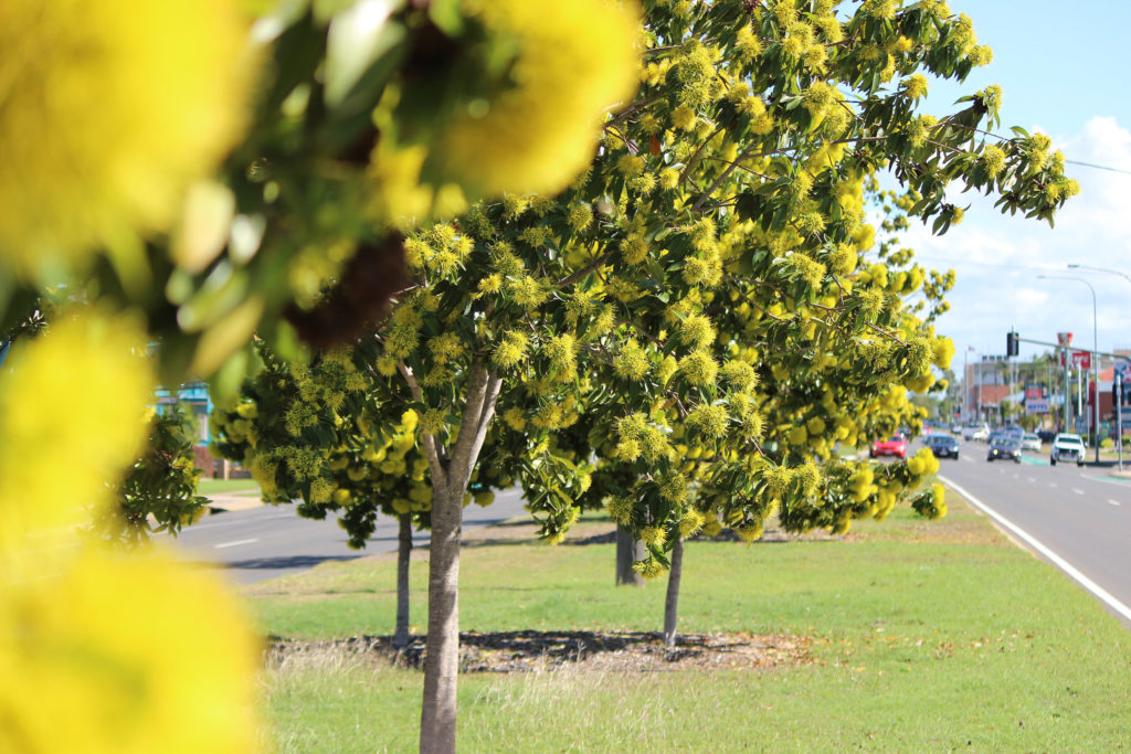 Bundaberg Regional floral emblem the Golden Penda, tree care procedure