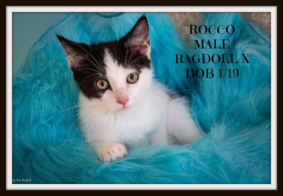 Rocco could be the perfect pet for you.