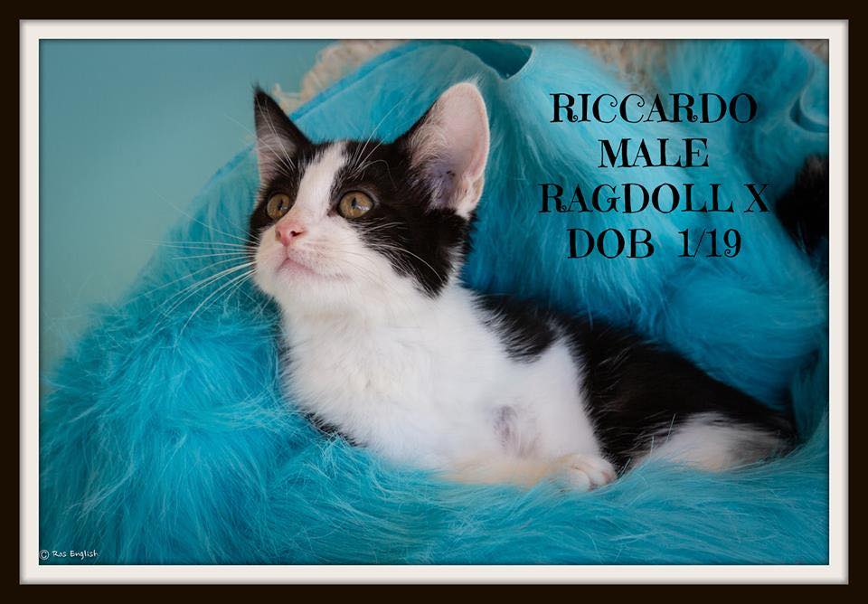 Riccardo needs a loving home- adopt him today!