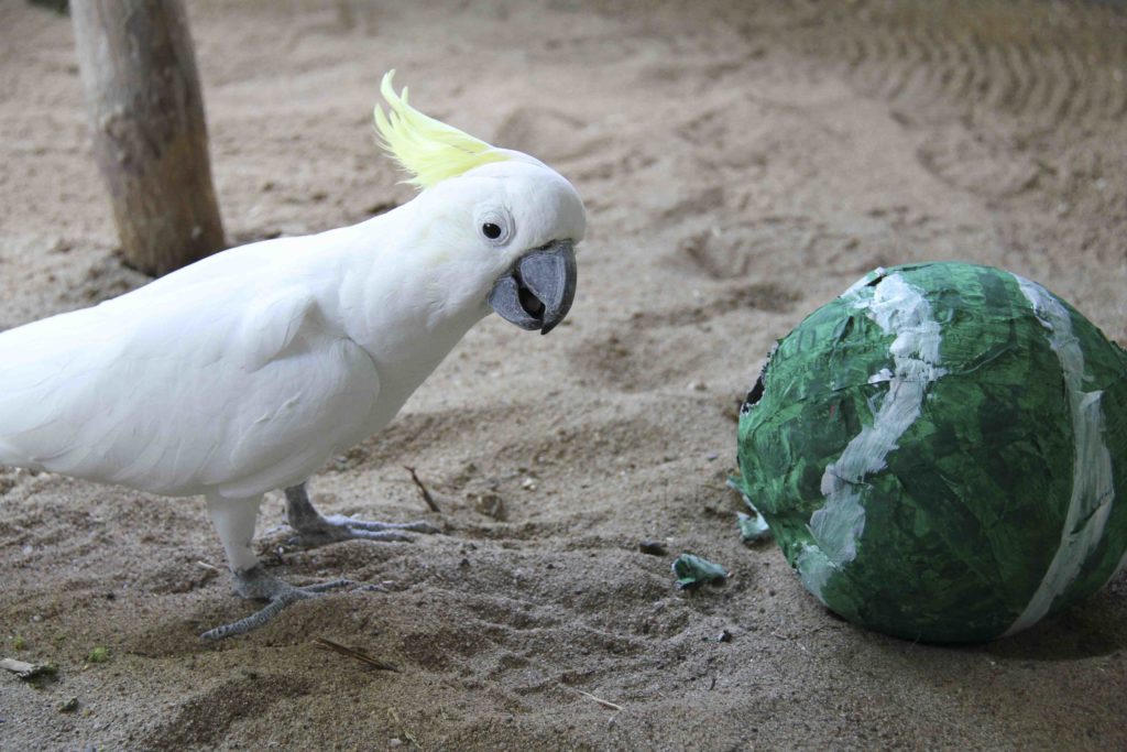 Easter at the zoo - George the cockatoo