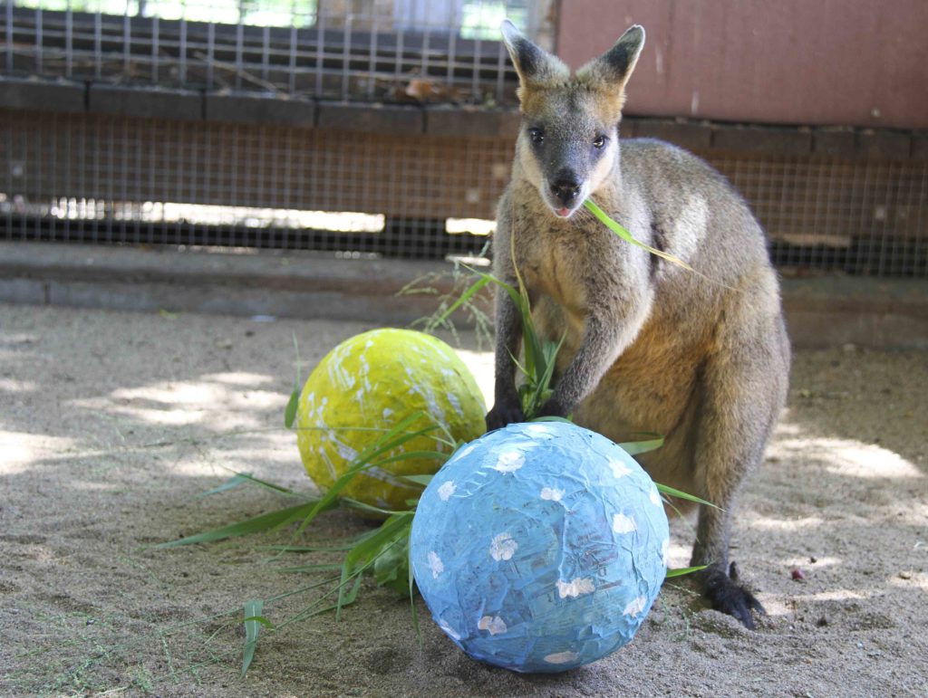 Easter at the zoo - Rusty the wallaby