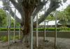 Pipes have been installed around the aerial roots of a fig tree in Alexandra Park