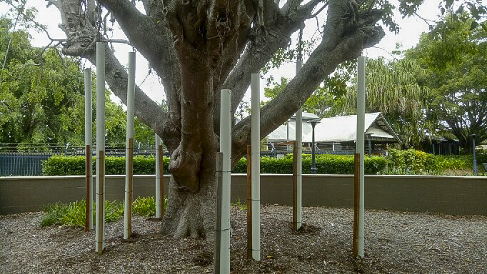 Pipes have been installed around the aerial roots of a fig tree in Alexandra Park as part of a care program for historic fig trees.