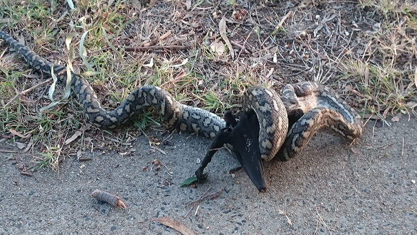 Snake eating a bat, carpet python Bundaberg