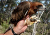 Little Eagle Bundaberg