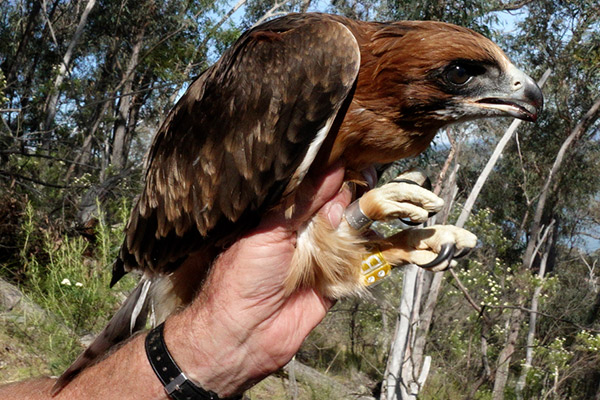 Little Eagle Bundaberg