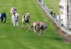 Bundaberg greyhound racing