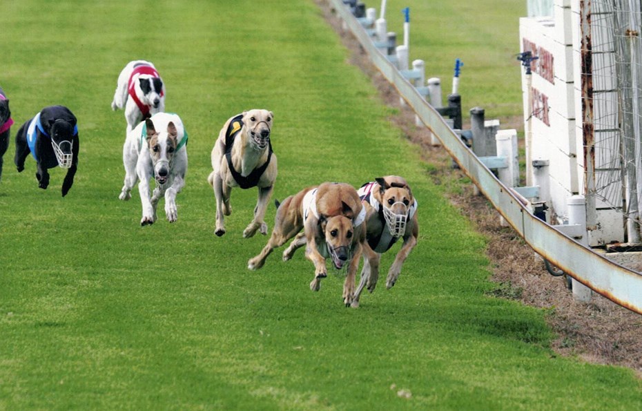 Bundaberg greyhound racing