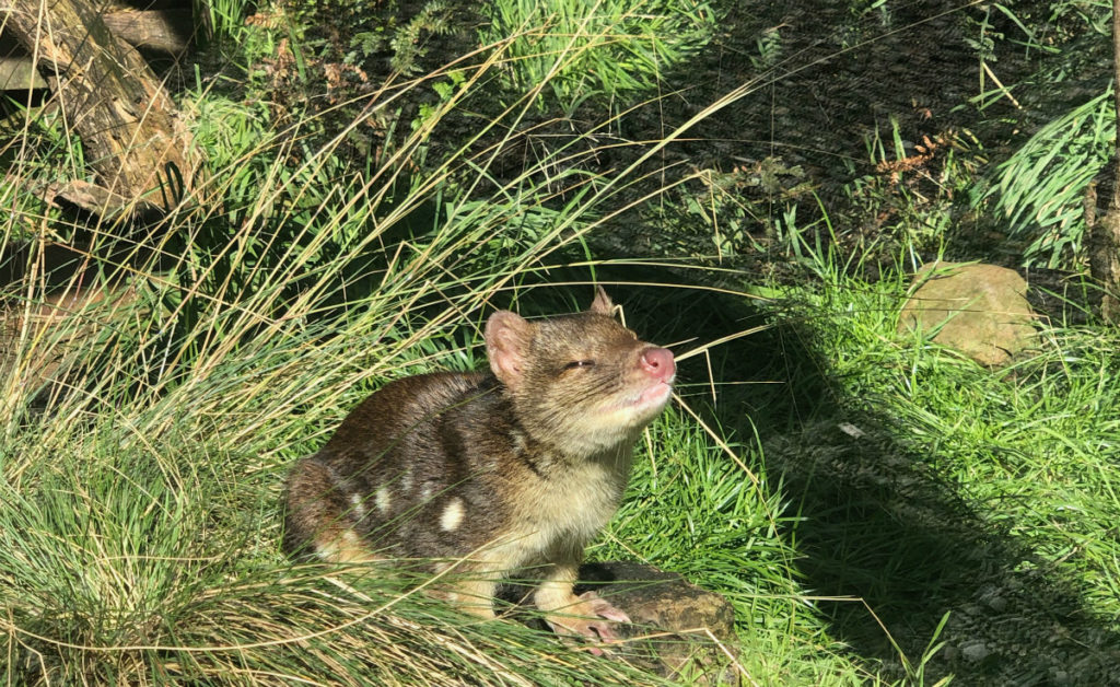 quoll alexandra park zoo