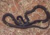 Black Whip Snake
