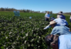 soybean harvest